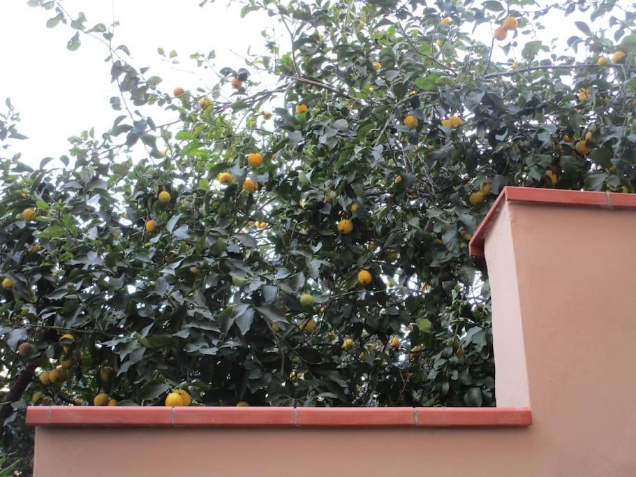 Il Piccolo Eden - Private Garden Apartment ลีวอร์โน ภายนอก รูปภาพ